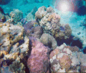 img2.gif